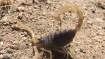 Image 21: Watch your Step! Increased rains mean more critters