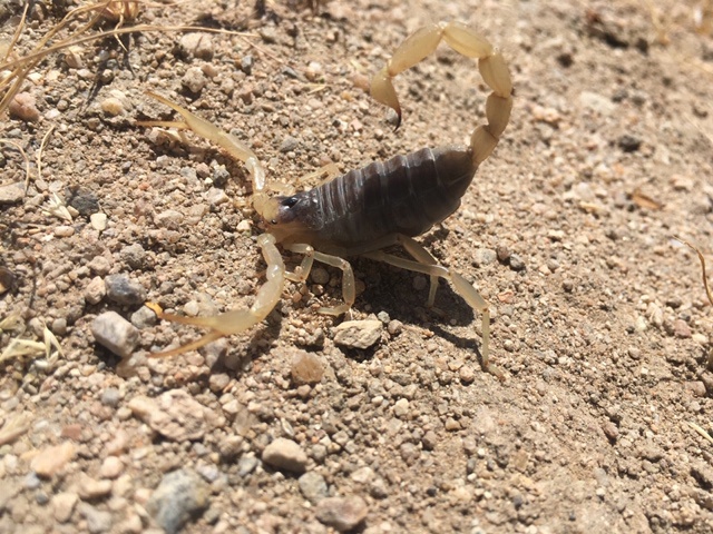 Watch your Step! Increased rains mean more critters