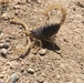 Watch your Step! Increased rains mean more critters