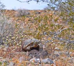 Ravens vs. Tortoises: Protected species killing endangered species
