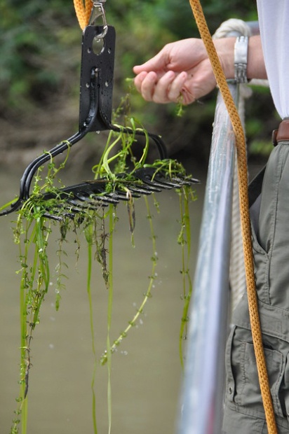 USACE Publishes Hydrilla Risk Assessment for the Great Lakes Basin