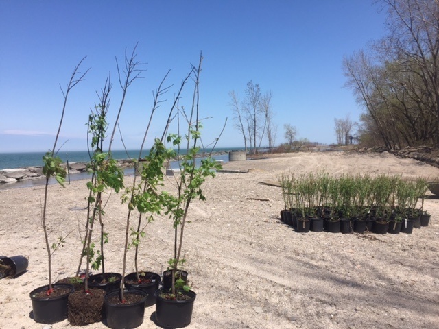 Buffalo District continues GLRI ecological restoration at Walnut Beach