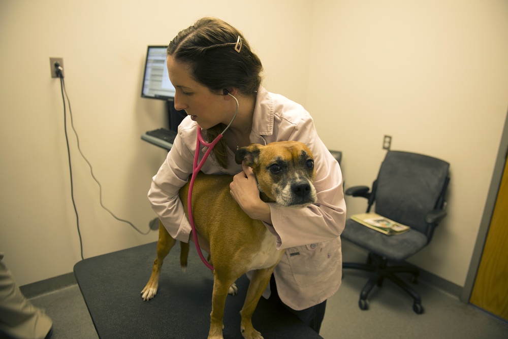 Veterinary Clinic keeps animals on Whiteman AFB moving