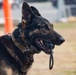 Laughlin K-9s come to the rescue when evildoers bark up the wrong tree