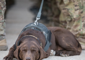 Coalition Forces Honor The Fallen