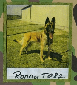 From partners to pet