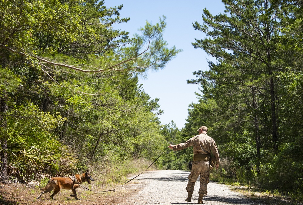 K-9 competition