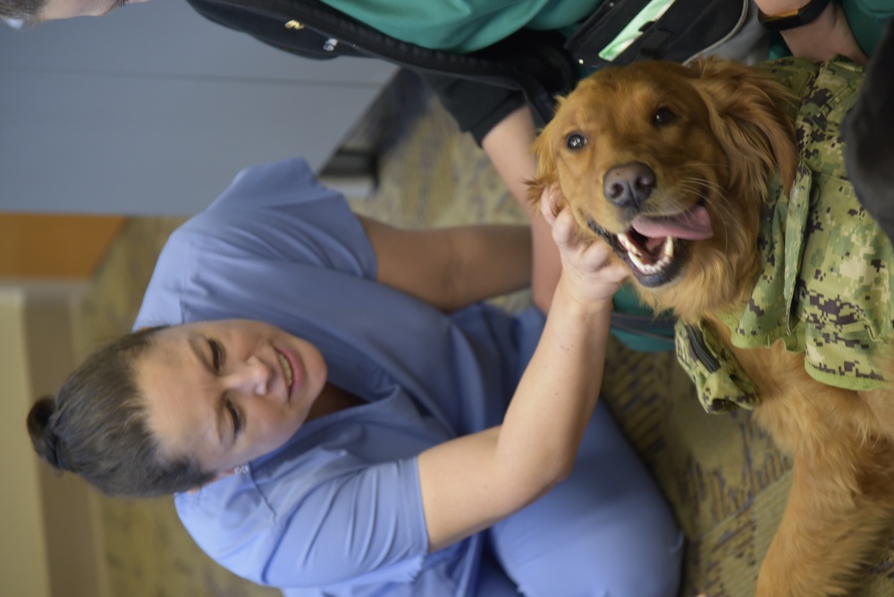 A nursing student gets to spend time with one of WRB's facility dogs