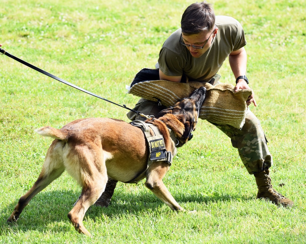 Military working dogs train at Camp Zama