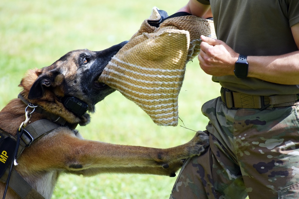 Military working dogs train at Camp Zama