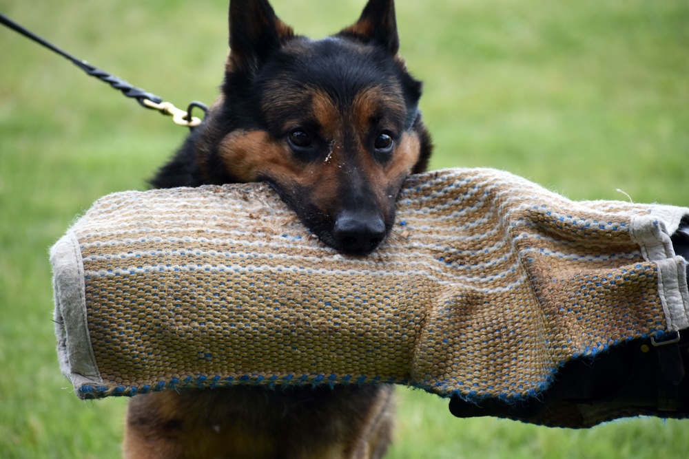 Military working dogs train at Camp Zama