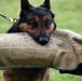 Military working dogs train at Camp Zama