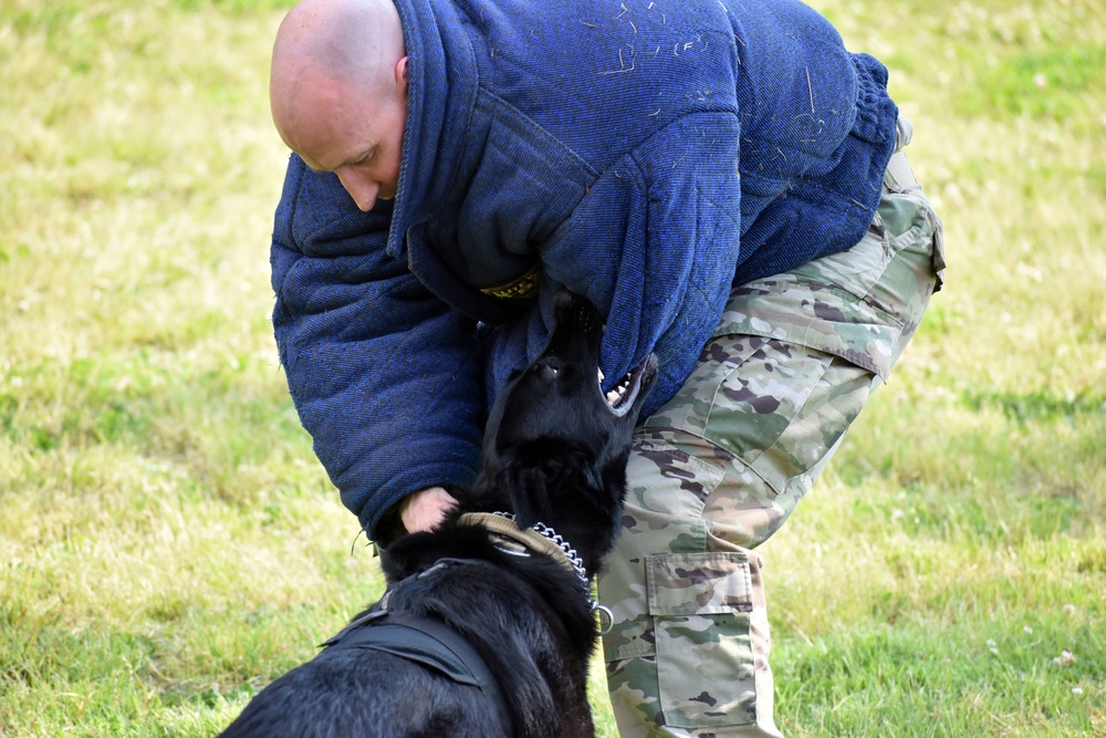 Military working dogs train at Camp Zama