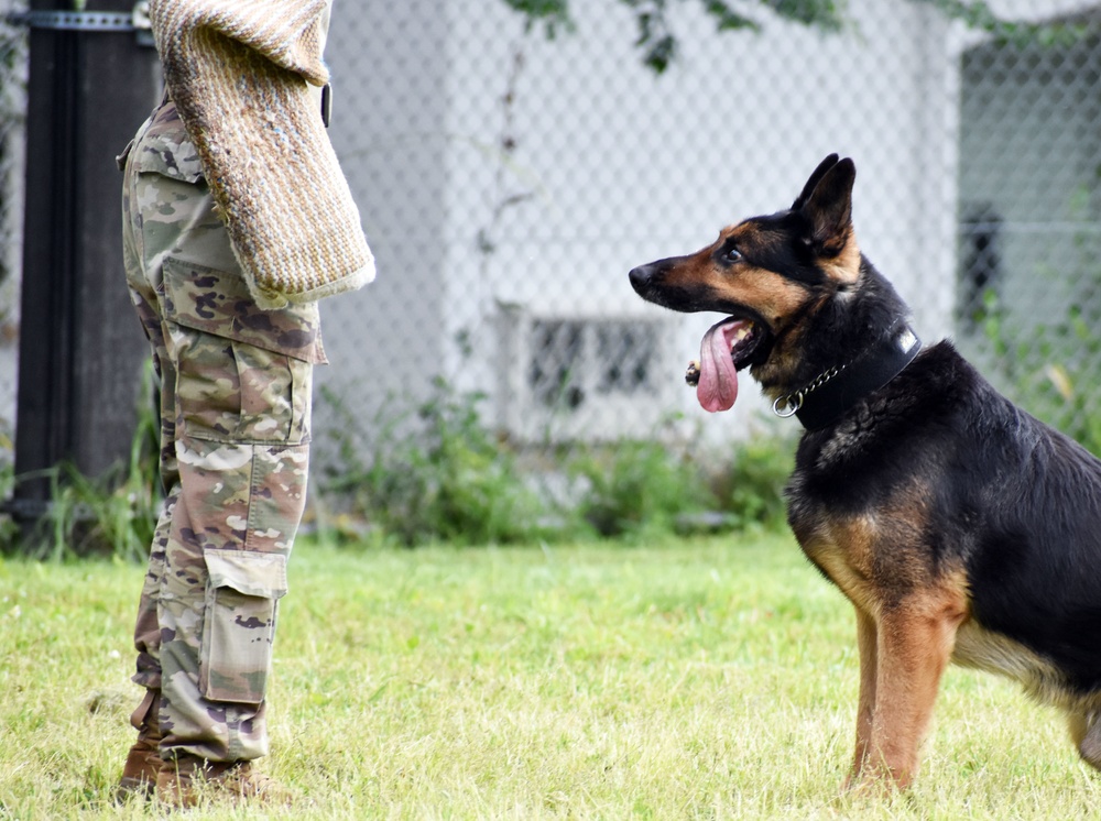 Military working dogs train at Camp Zama