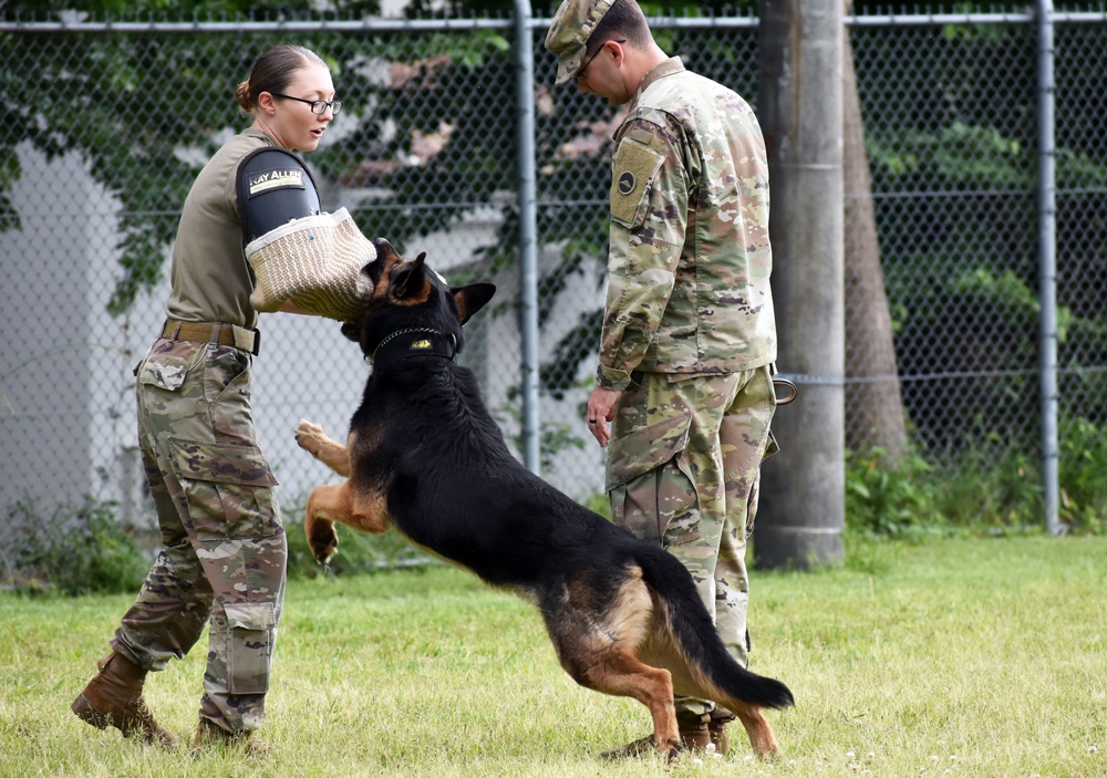 Military working dogs train at Camp Zama