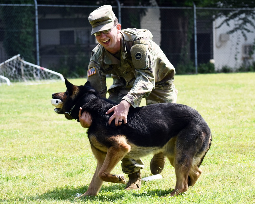 Military working dogs train at Camp Zama