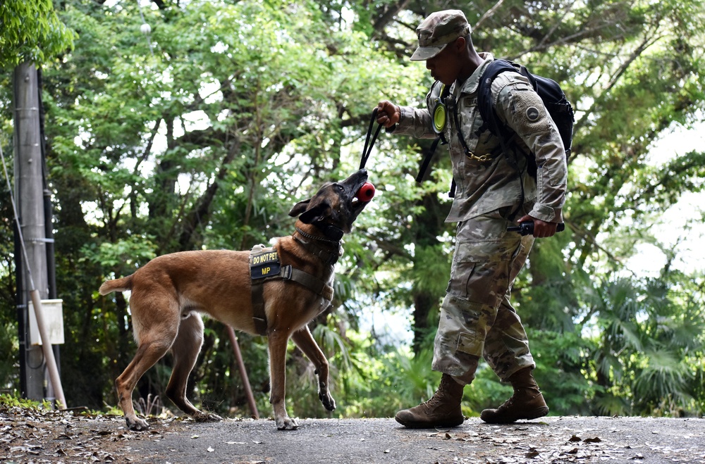 Military working dogs train at Camp Zama