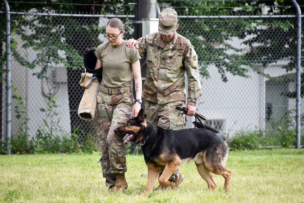 Military working dogs train at Camp Zama