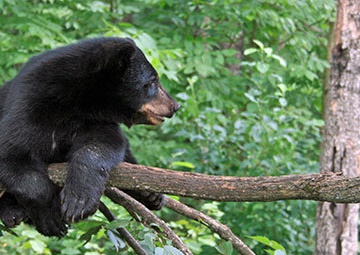 Officials ask people to stay safe around black bears at Fort McCoy