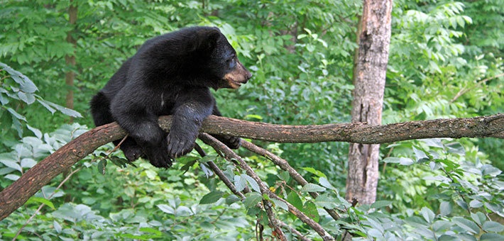 Officials ask people to stay safe around black bears at Fort McCoy