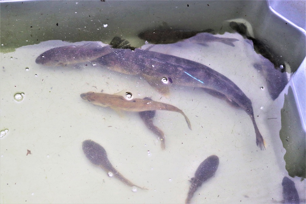 Fish population surveys help improve Fort McCoy’s fisheries management