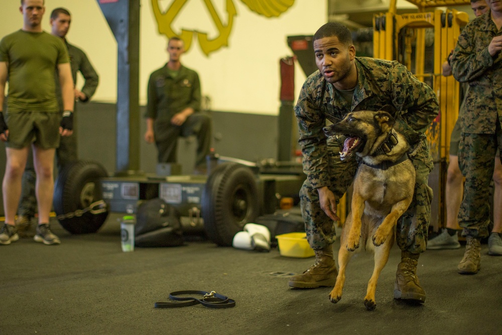 USS Boxer Canine Drills