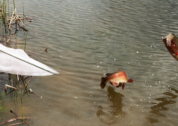 Something’s fishy at Powwow Pond