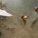 Something’s fishy at Powwow Pond