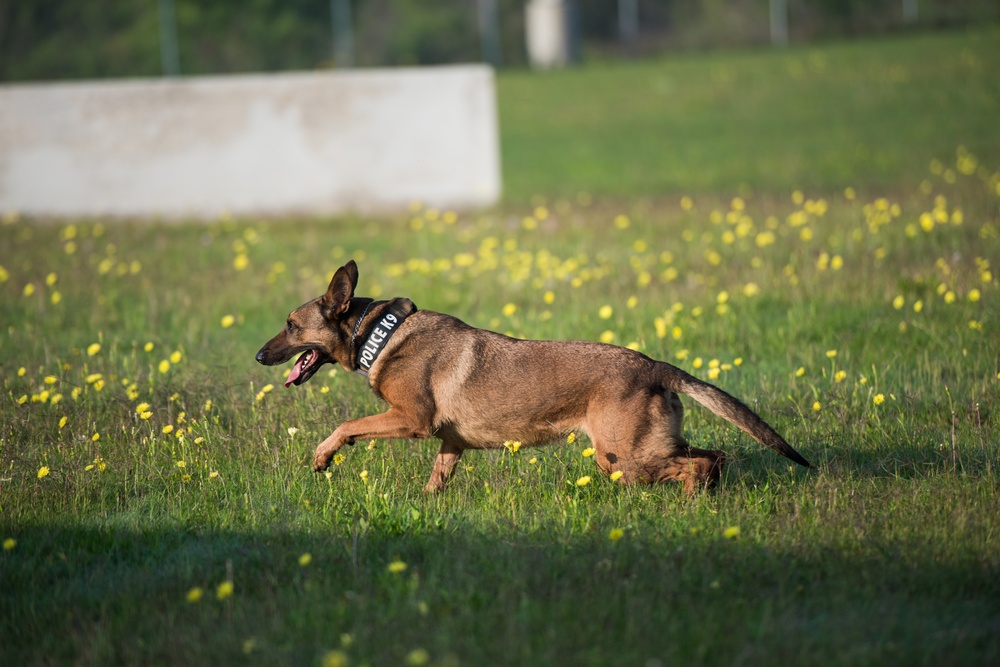 Peace Officers Memorial Day K9 Competition