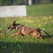 Peace Officers Memorial Day K9 Competition