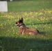 Peace Officers Memorial Day K9 Competition