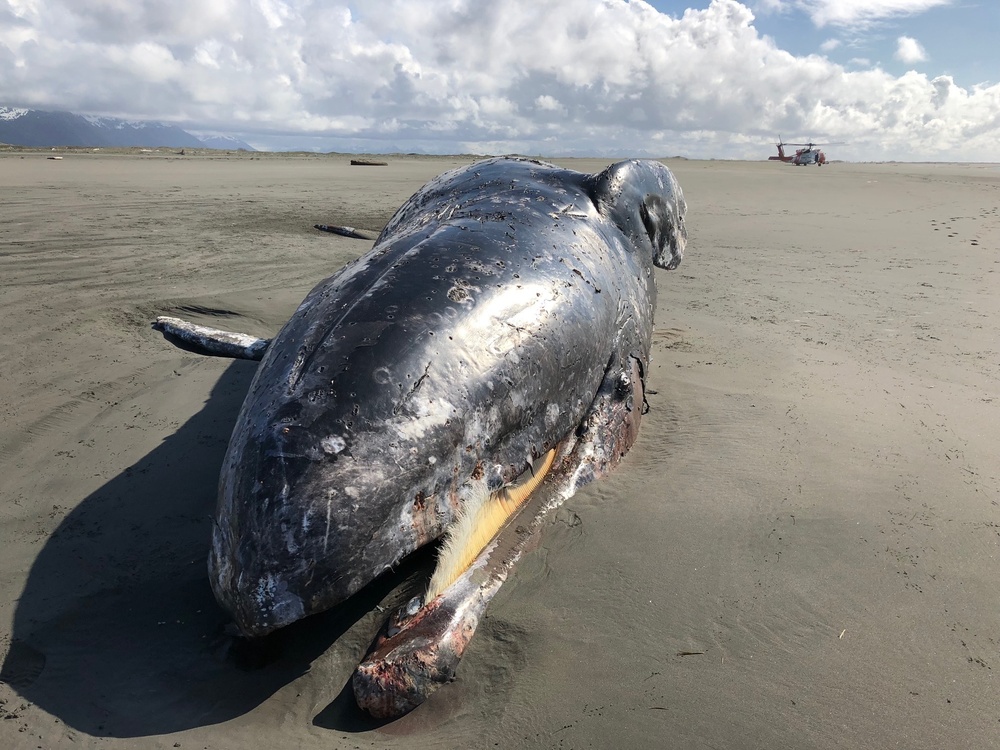 NOAA performs partial necropsy of gray whale near Cordova, Alaska