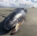 NOAA performs partial necropsy of gray whale near Cordova, Alaska