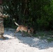 Peace Officers Memorial Day K9 Competition