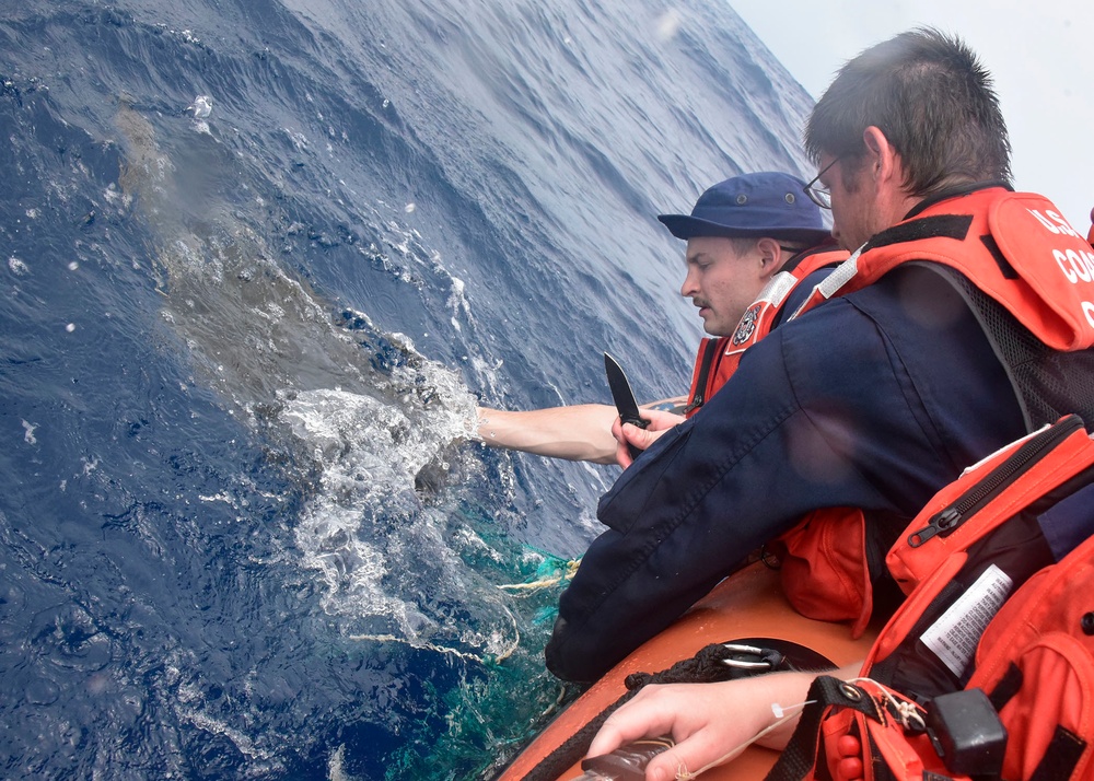 Coast Guard Cutter Thetis crew rescues 2 loggerhead sea turtles in Gulf of Guinea