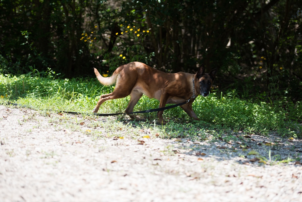 Peace Officers Memorial Day K9 Competition