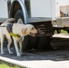 Peace Officers Memorial Day K9 Competition