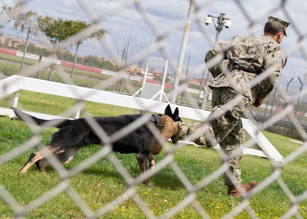 Military Working Dog Training