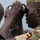 U.S. Army conducts land navigation training for Uganda Wildlife Authority
