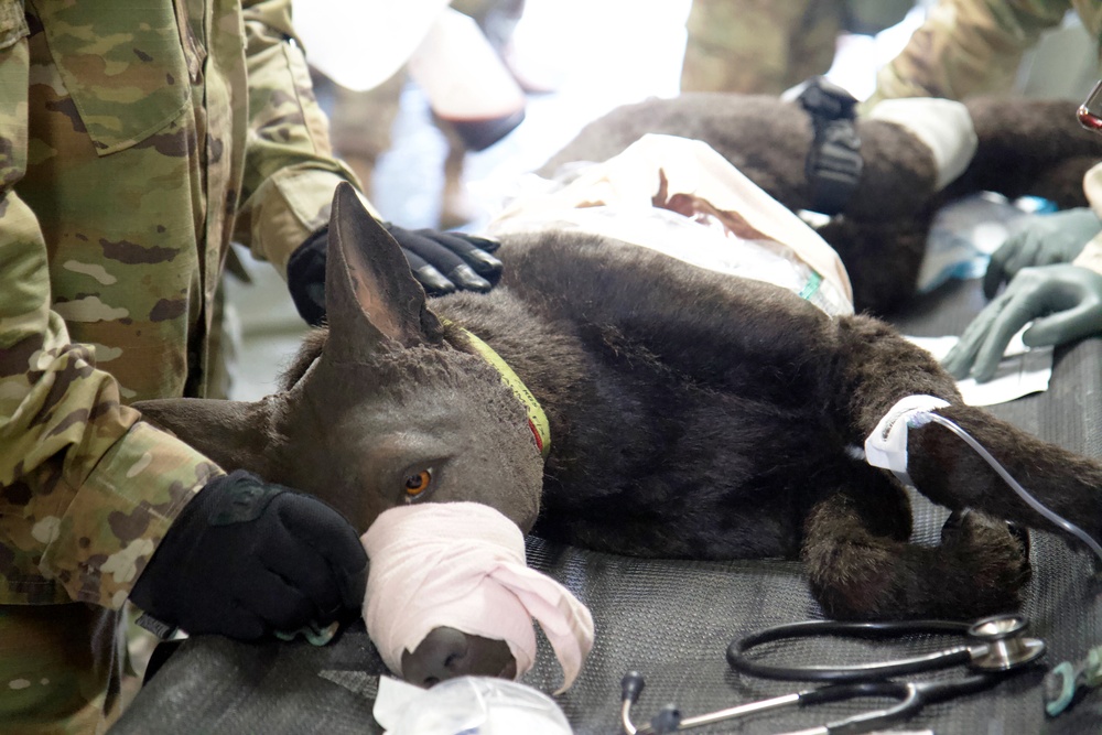 U.S. Army Soldiers Train Using Realistic Canine Mannequin