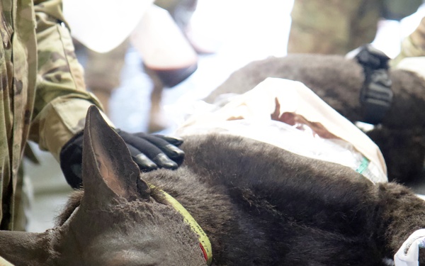 U.S. Army Soldiers Train Using Realistic Canine Mannequin