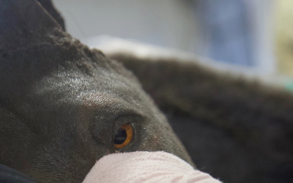 U.S. Army Soldiers Train Using Realistic Canine Mannequin