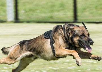 Yokota’s 2019 National Police Week in review