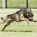 Yokota’s 2019 National Police Week in review