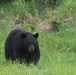 Two black bears roam around JBER