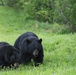 Two black bears roam JBER