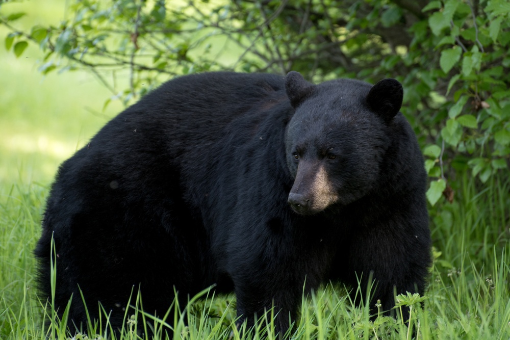 Two black bears roam around JBER