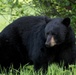 Two black bears roam around JBER