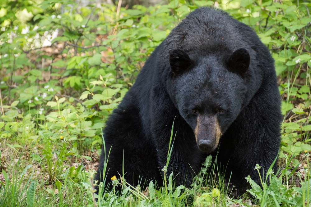 Two black bears roam around JBER
