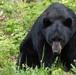 Two black bears roam around JBER